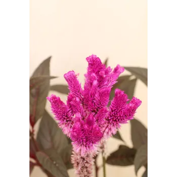 Natural Arali Flowers